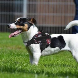 Arnés para perro BOLUX